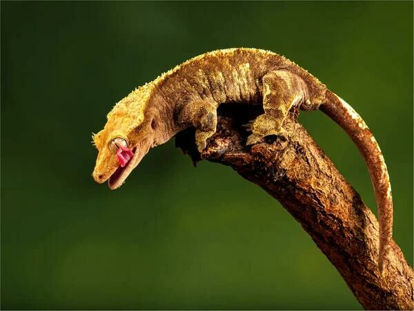 Imagem do Gecko de Crista